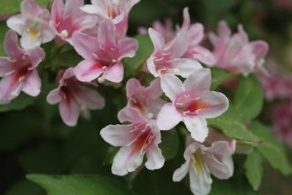 錦帶花的種植與養護