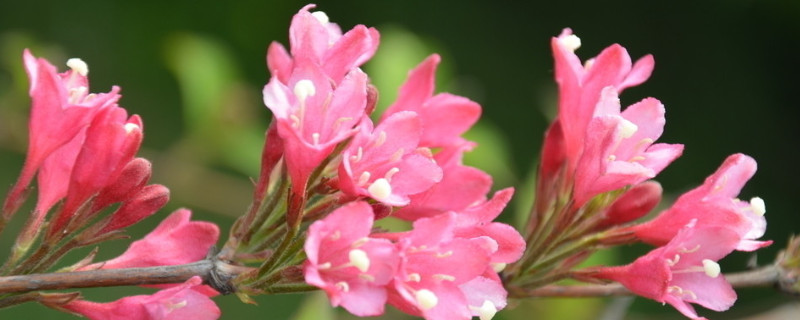 錦帶花為什麼不開花