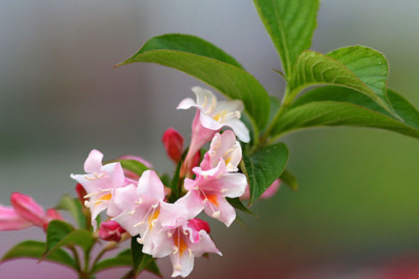 錦帶花為什麼不開花