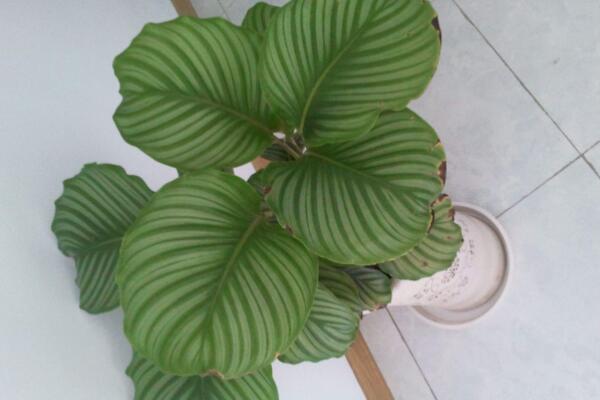 蘋果竹芋長鏽斑怎麼辦