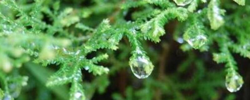 翠雲草蔫了怎麼辦