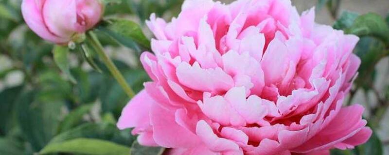 盆栽芙蓉牡丹怎麼養