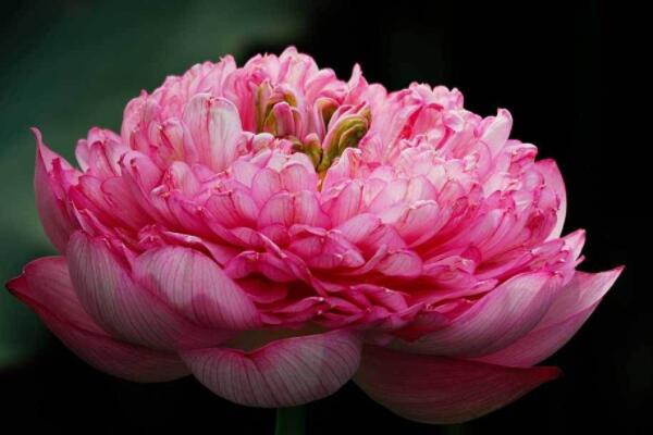 盆栽芙蓉牡丹怎麼養