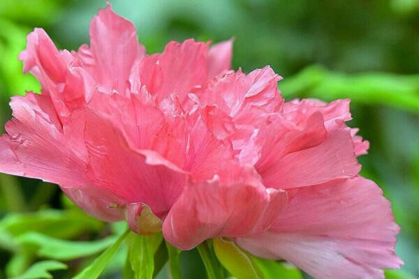 盆栽芙蓉牡丹怎麼養