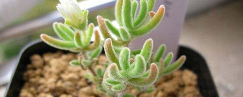 枝幹番杏和碧光環的區別