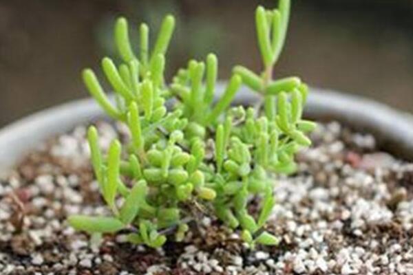 枝幹番杏和碧光環的區別