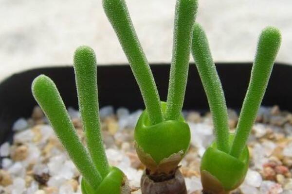 碧光環怎麼繁殖