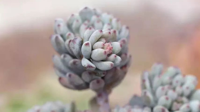 藍豆怎麼爆盆