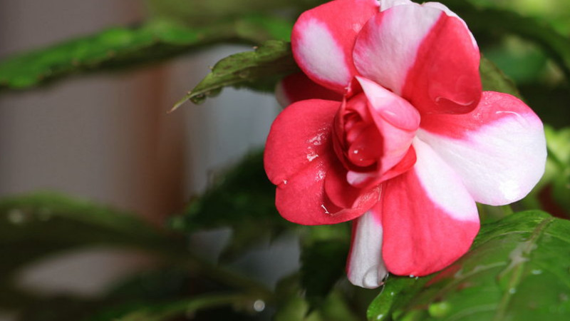 水梅花和鳳仙花的區別