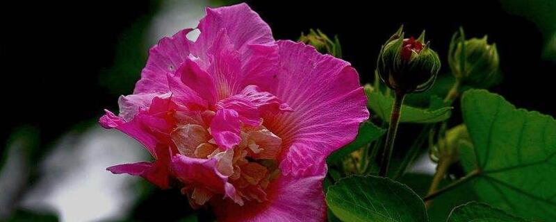 草本芙蓉花怎麼繁殖
