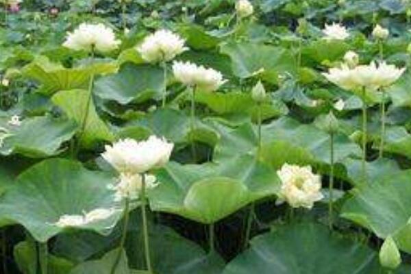 水芙蓉葉子黃了怎麼辦