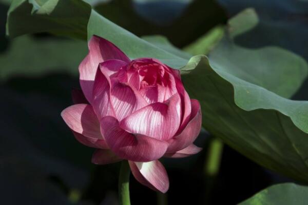 水芙蓉幹葉怎麼回事
