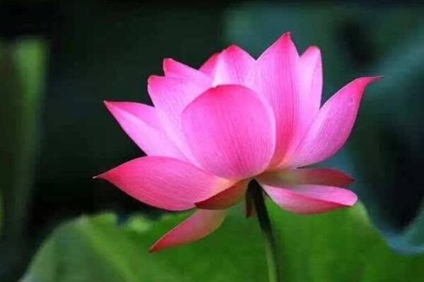 水芙蓉幹邊怎麼辦