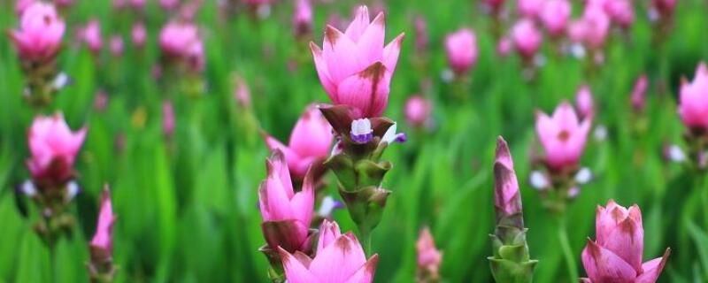 薑荷花開花後怎麼養護