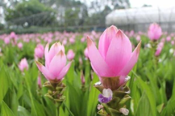 薑荷花開花後怎麼養護