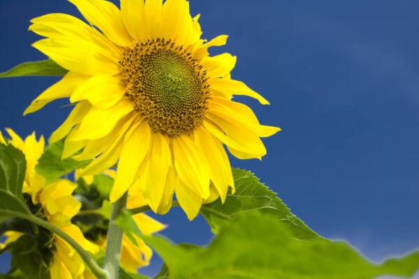 向日葵花莖彎了怎麼補救