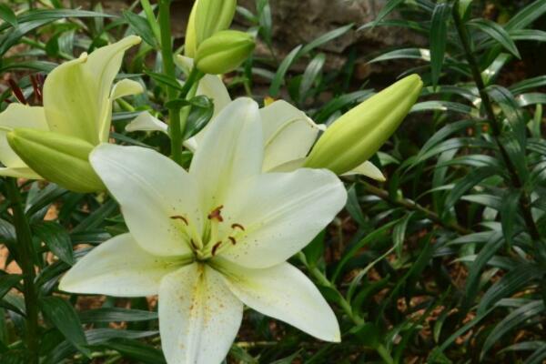 百合花葉燒病怎麼辦