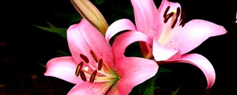 百合花球莖怎麼養