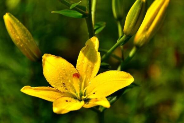 百合花球莖怎麼養