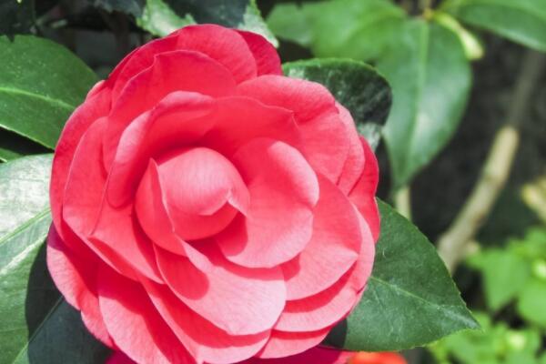 茶花僵苗什麼意思