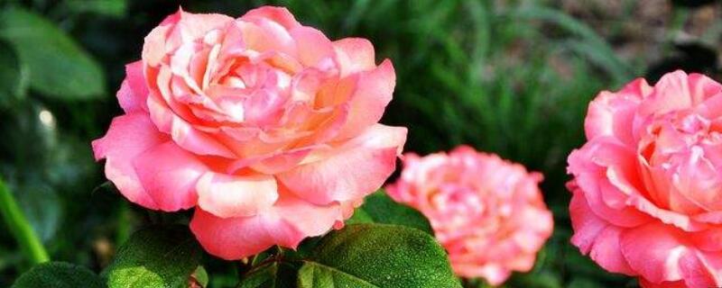 薔薇老樁怎麼種植