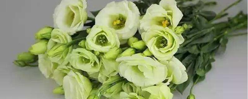 桔梗花怎麼醒花