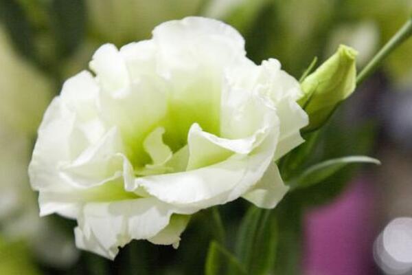 桔梗花怎麼醒花