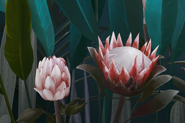 帝王花怎麼養