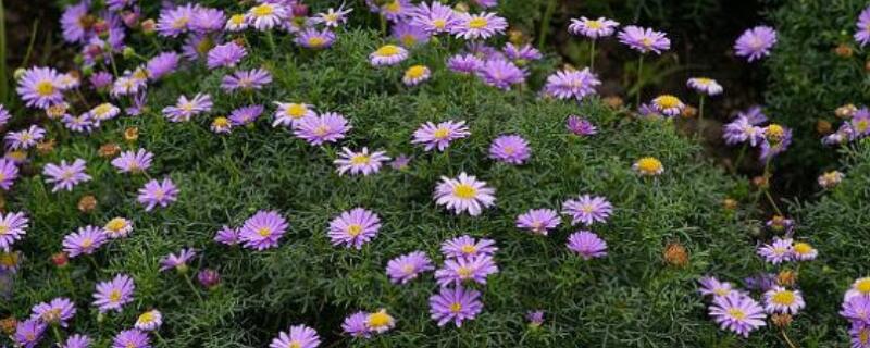 五色菊怎麼種植