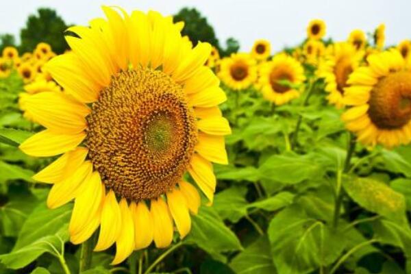 向日葵花爛根怎麼處理