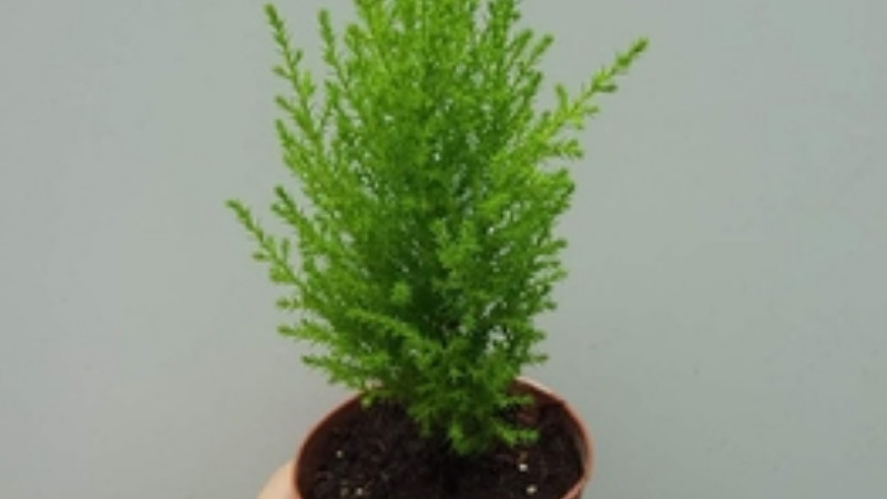 香鬆怎樣扡插