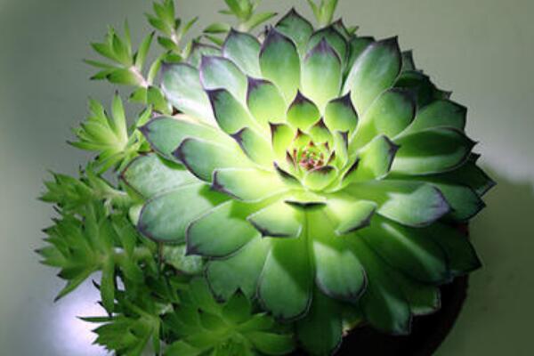 觀音蓮側芽如何修剪