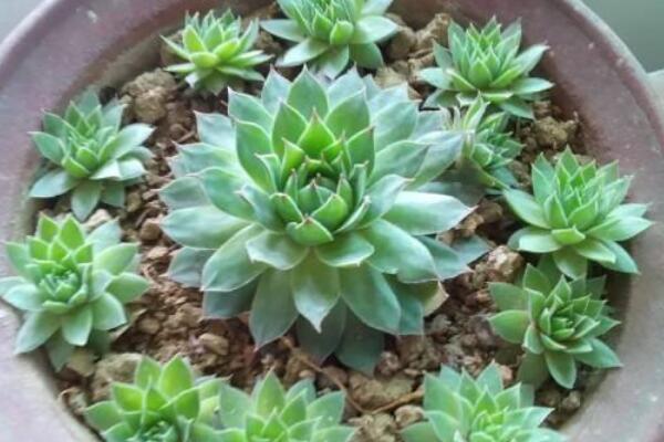 觀音蓮上黴怎麼辦