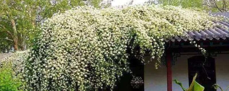 木香花和薔薇怎麼分辨