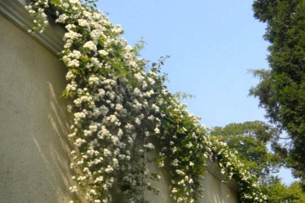 木香花和薔薇怎麼分辨