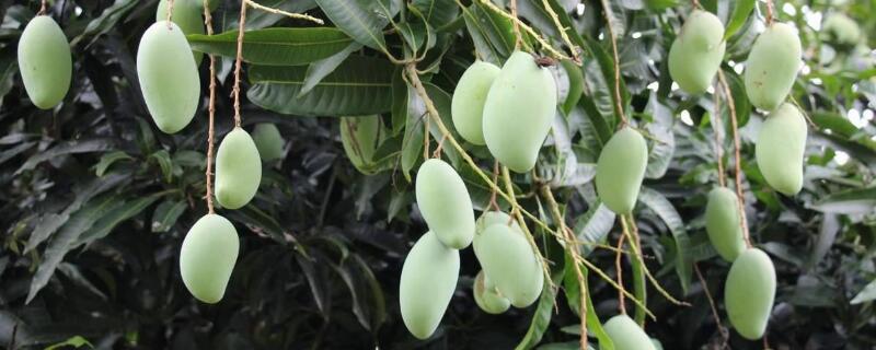 芒果盆栽怎麼嫁接