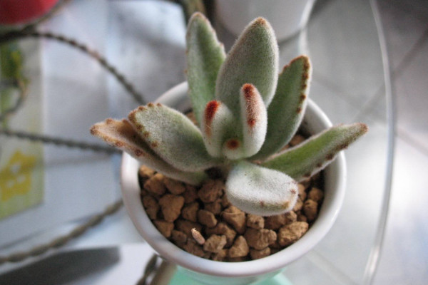 月兔耳怎麼繁殖