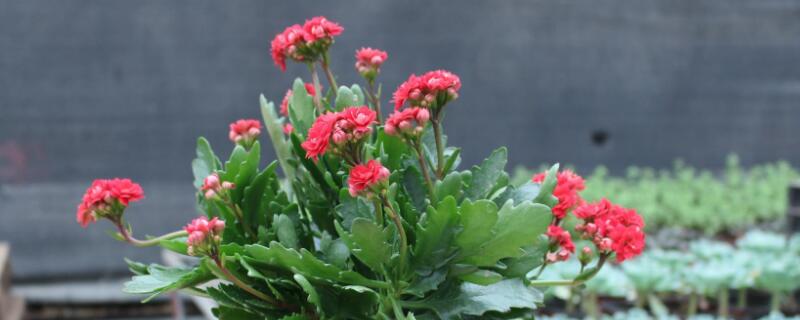 長壽花小苗怎樣養