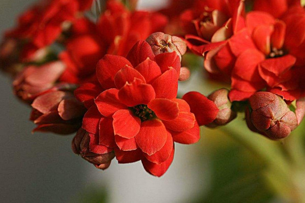 長壽花小苗怎樣養