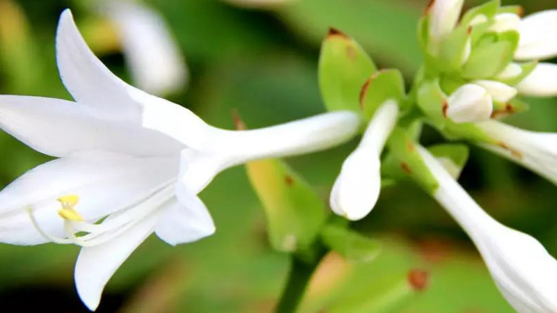 玉簪花葉子邊幹枯