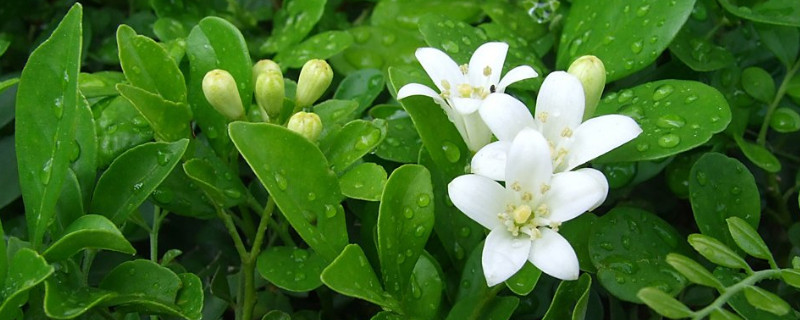 七裏香花語