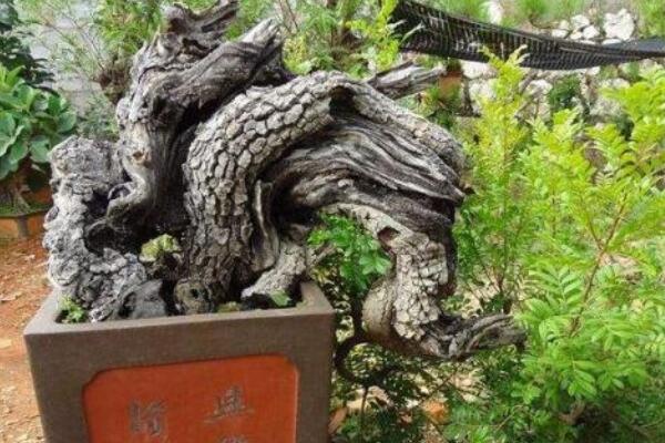 下山樁是什麼意思