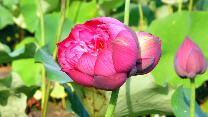 怎樣使並蒂蓮開花