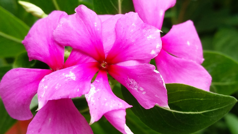 長春花開花後怎麼修剪