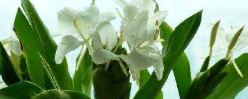 薑花可以放臥室嗎