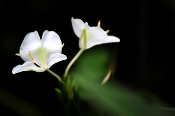 薑花可以放臥室嗎