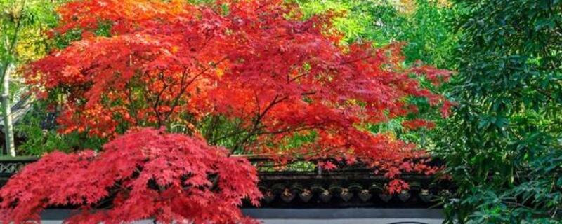 家裏種紅楓有什麼寓意