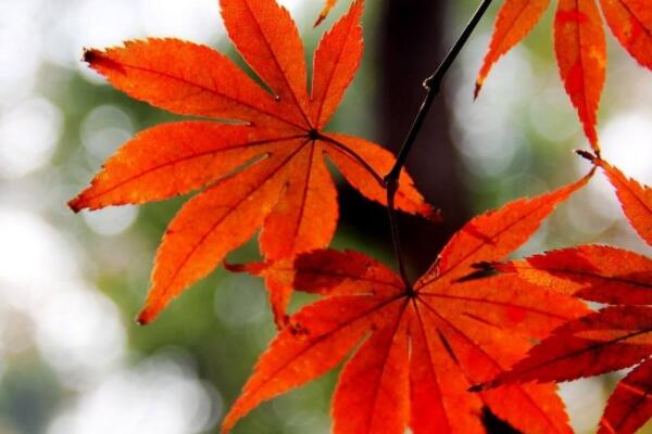 家裏種紅楓有什麼寓意
