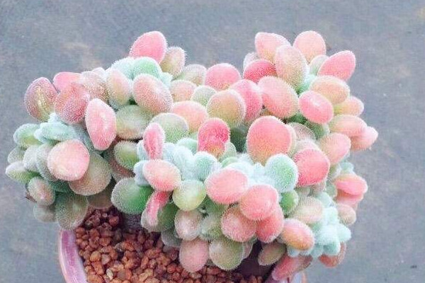 雪晃星多肉怎麼養