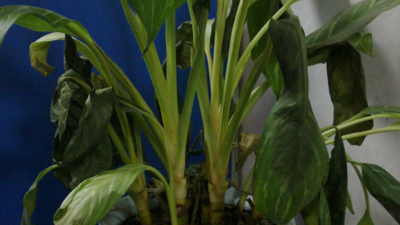 植物枯萎了如何補救